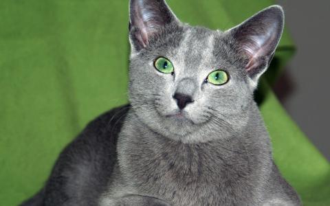 绿眼睛的俄罗斯蓝猫
