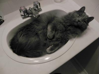 nibelung的猫在水槽里
