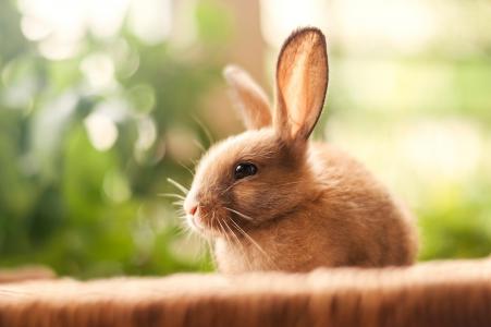 长长的耳朵的可爱装饰兔子