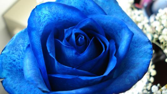 蓝玫瑰作为3月8日的礼物