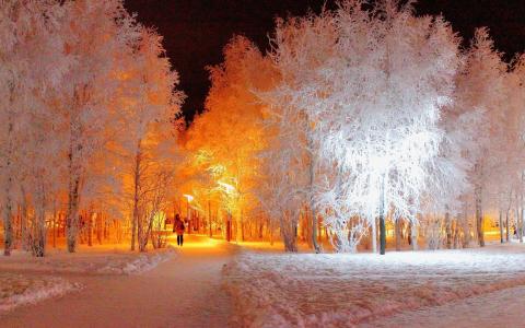 霜覆盖树木的背光