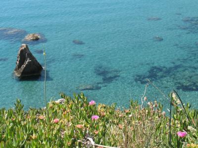 在Ponza，意大利海岛的海的背景的花