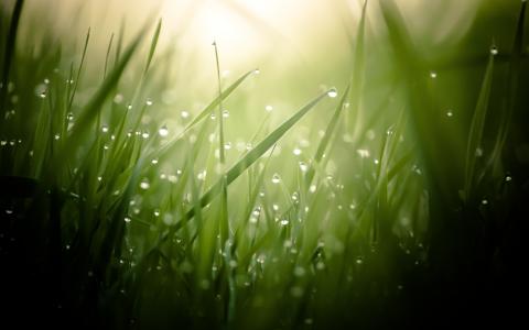 清晨的露珠，在绿色的草地上