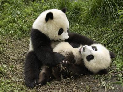 顽皮的熊猫