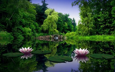 池塘与睡莲