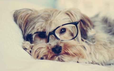 一只狗通过眼镜看