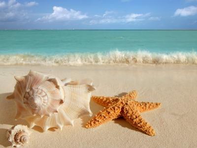 壳和夏日海滩上的海星