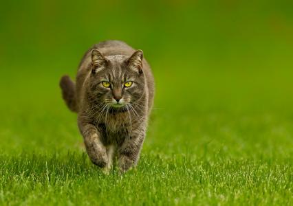 猫沿着绿草奔跑