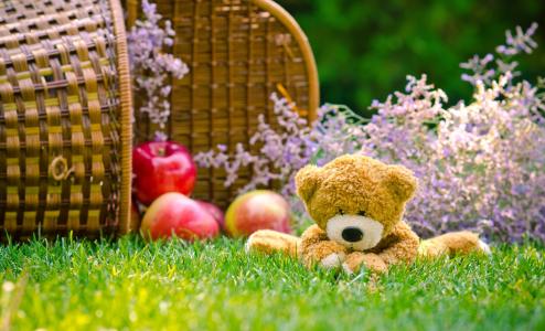 毛绒玩具熊泰迪坐在一篮子苹果的绿色草地上