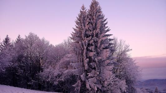 白雪覆盖的森林冬季景观