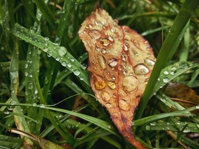 在绿草在雨滴中的黄色秋天的树叶