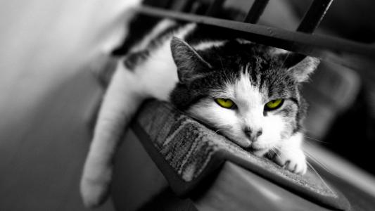 黄眼懒惰的猫