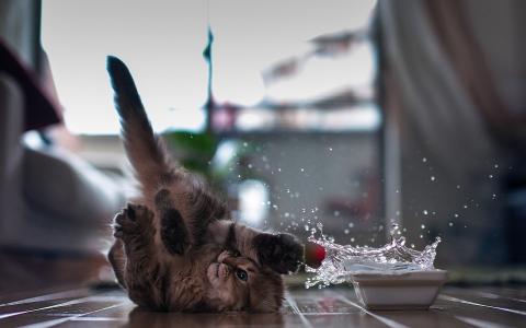 玩水的猫躺在后面