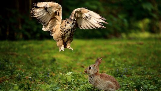 贪婪的猫头鹰狩猎灰色野兔