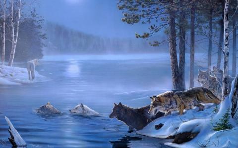 狼在河里游泳