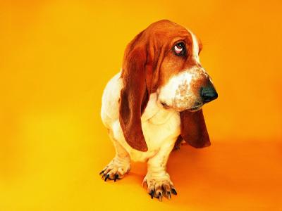 在橙色背景的一只哀伤的短腿猎犬