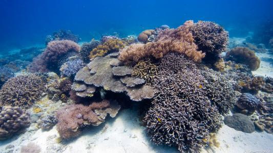 珊瑚珊瑚虫在海底