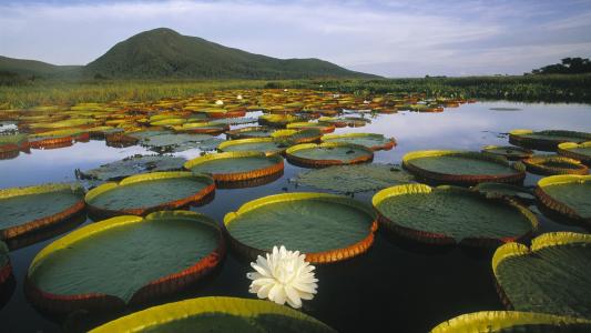 植物漂浮在湖水中