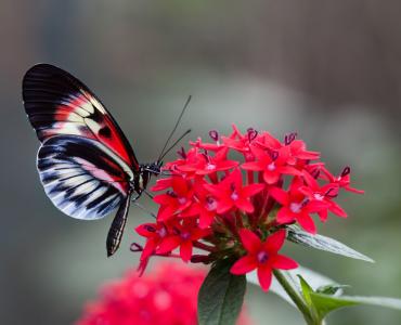 美丽的蝴蝶，在一朵红花