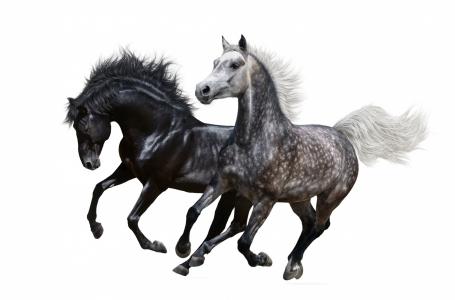 两个美丽的奔跑在白色背景的马