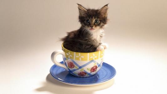 在茶杯的小猫