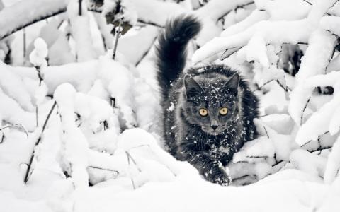 在积雪覆盖的树枝中的猫