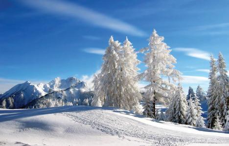 法国Les Arcs滑雪胜地的白色云杉