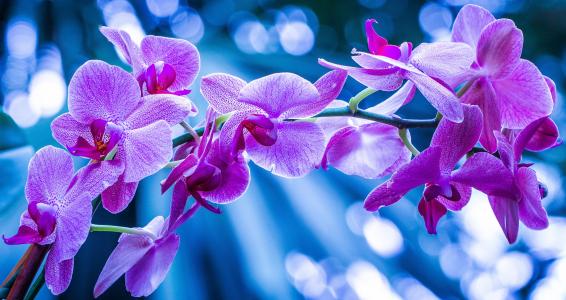 紫色的兰花花