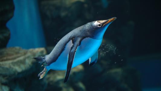 企鹅在水里游泳