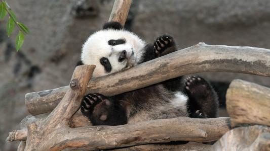 在动物园的小熊猫