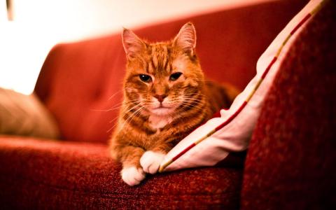 在沙发上的成人红猫