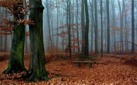 在秋天森林中间的长木凳