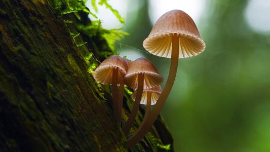 树皮上的蘑菇家庭