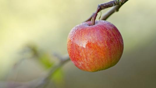 成熟的红苹果在树枝上