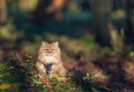 美丽严肃的猫在草地上
