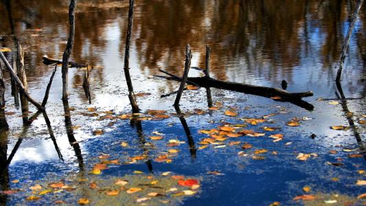 秋天的落叶在水面上