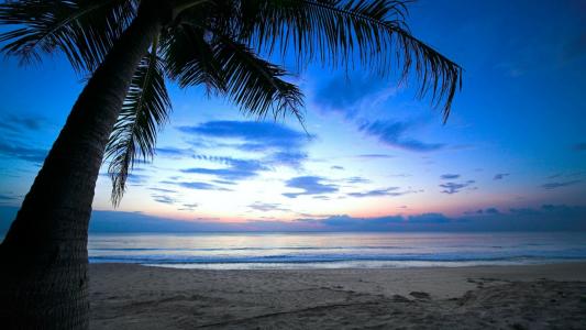在加勒比海滩上的棕榈树