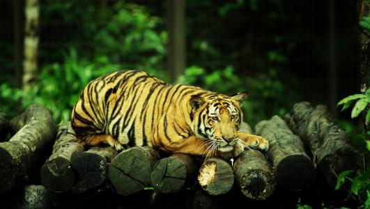 一只巨大的伤心老虎躺在原木上