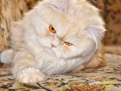 波斯猫与红色的眼睛