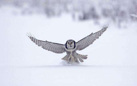 北欧猫头鹰，芬兰
