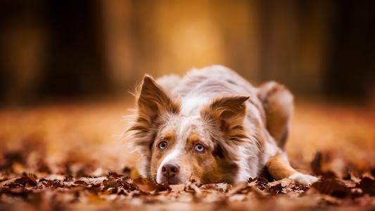 蓝眼睛的红发狗躺在干燥的树叶上