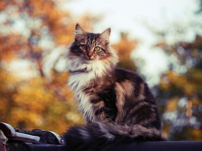 在大街上的西伯利亚猫在秋天