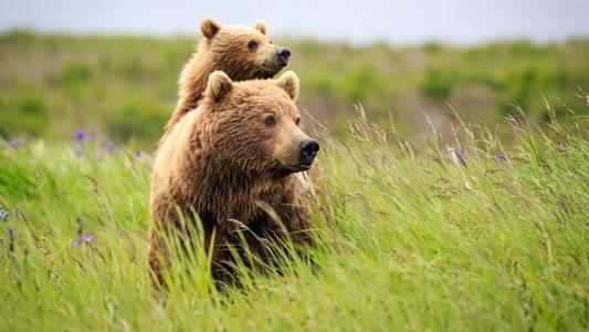大熊与熊在绿草地上
