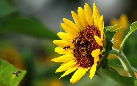 黄蜂和向日葵