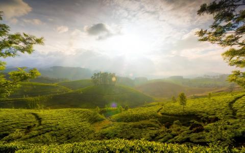 茶田在斯里兰卡