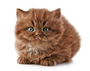 英国长毛猫的棕色小猫
