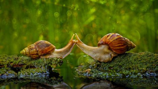 两只蜗牛在水边的吻