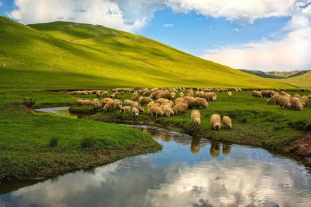 绵羊在河边的牧场
