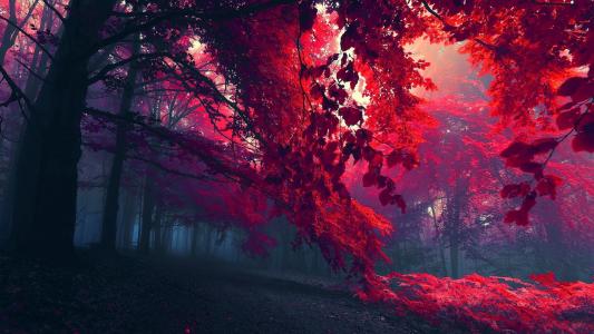 红叶和雾