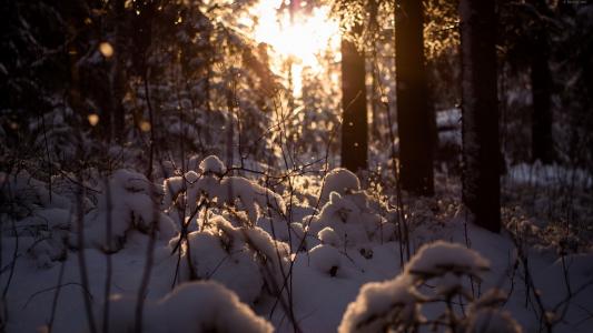 在白雪覆盖的森林里的日落